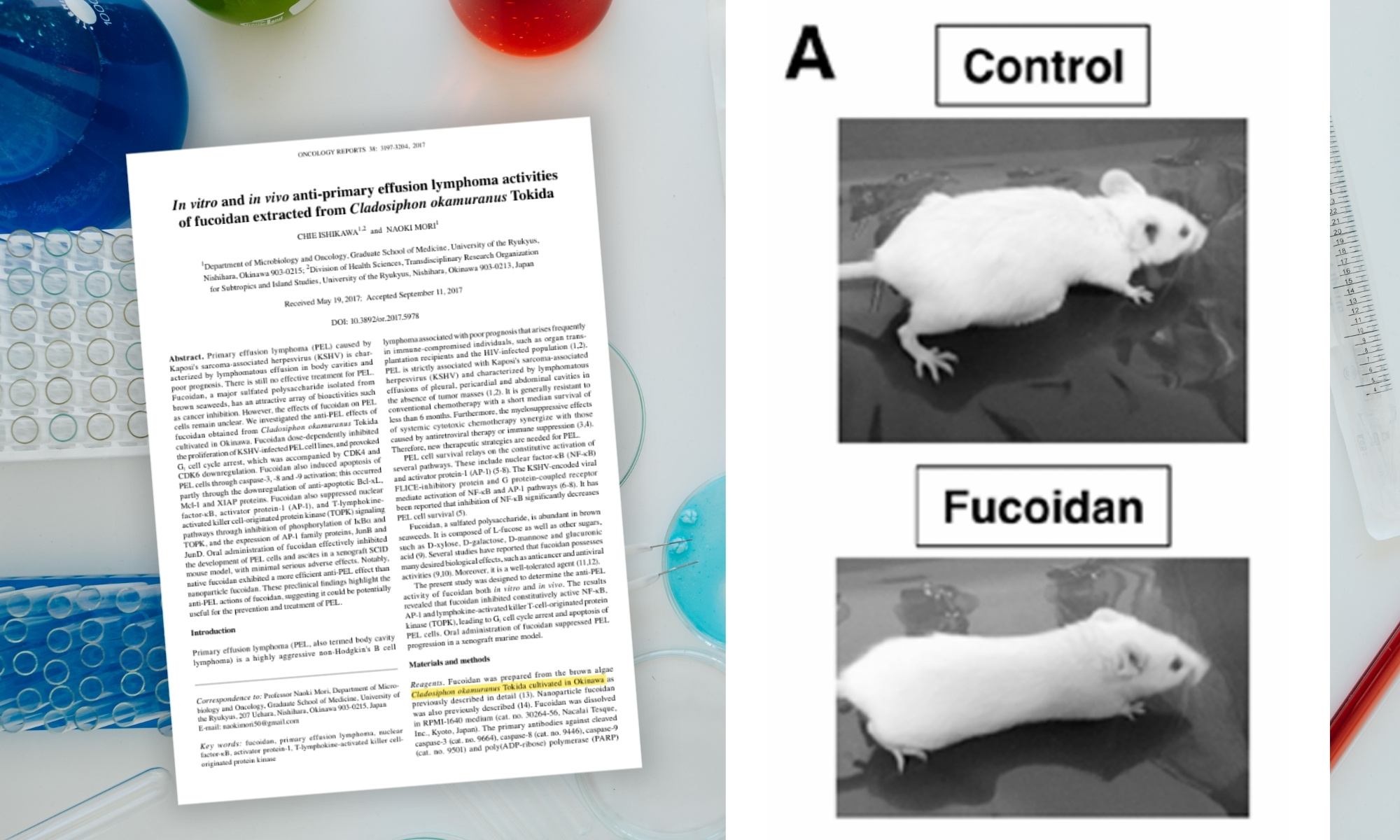 褐藻醣膠抑制癌性腹水與腫瘤進程/癌症病程—大分子褐藻醣膠更有效